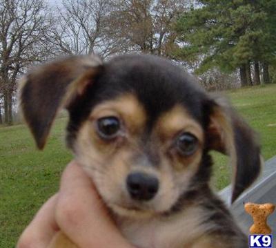 Puppies in OK